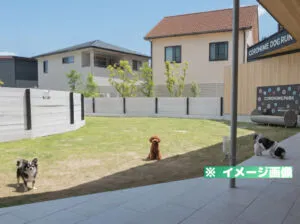COROHIMEドッグラン