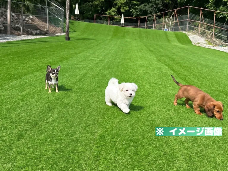 LINO ドッグラン
