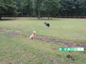 大分県県民の森 ドッグラン（WanWanRun-Do）のイメージ画像
