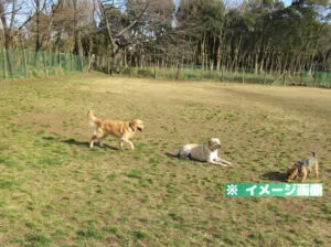 青葉の森公園 ドッグランのイメージ画像