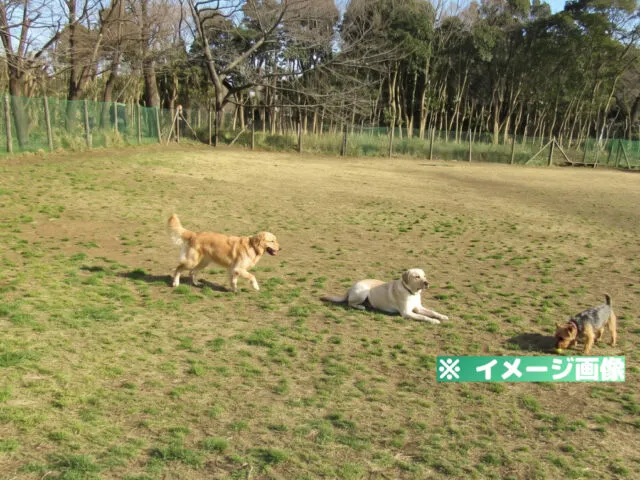 青葉の森公園 ドッグラン