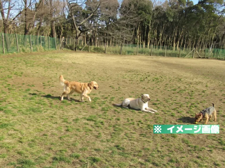 青葉の森公園 ドッグラン
