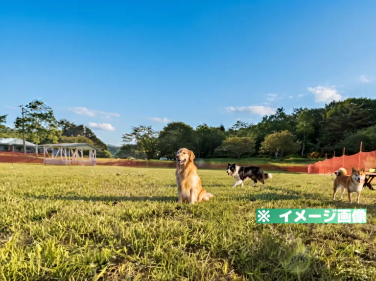 安比の森 ドッグラン