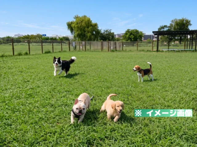 荒川運動公園ドッグラン