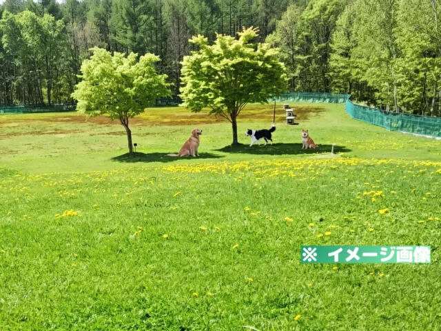 旭川市21世紀の森 ドッグラン