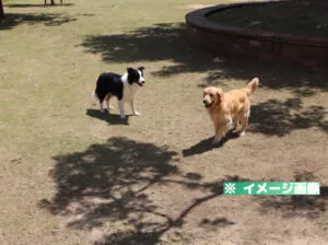 芦北海浜総合公園 ドッグランのイメージ画像