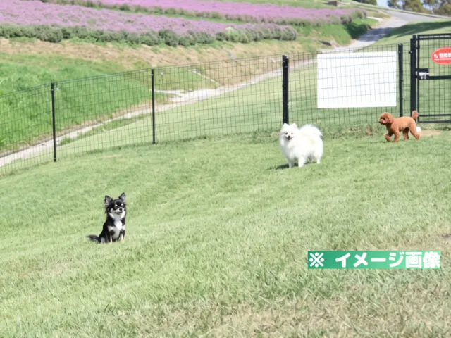 兵庫県立公園あわじ花さじき ドッグラン