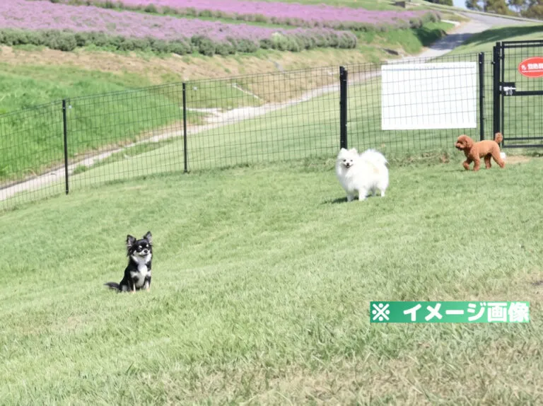 兵庫県立公園あわじ花さじき ドッグラン