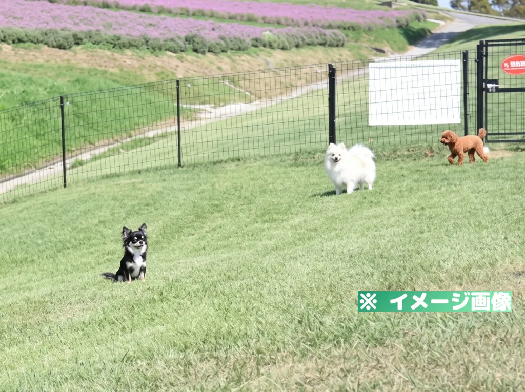 兵庫県立公園あわじ花さじき ドッグラン