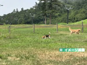 だいせん高原 豪円山ロッジ ドッグランのイメージ画像