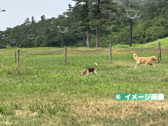 だいせん高原 豪円山ロッジ ドッグラン
