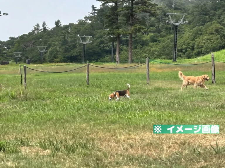 だいせん高原 豪円山ロッジ ドッグラン