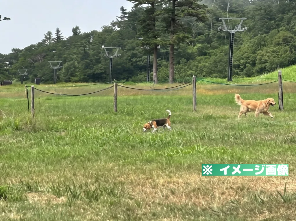 だいせん高原 豪円山ロッジ ドッグラン