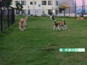 エミフルドッグランのイメージ画像