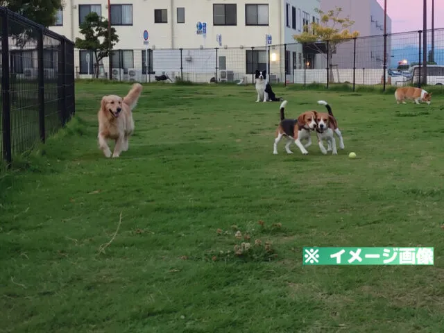 エミフルドッグラン