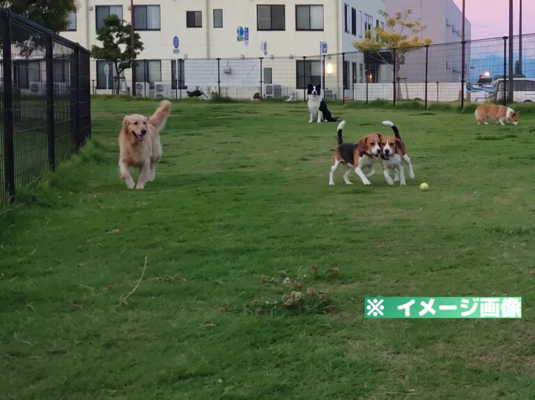 エミフルドッグラン