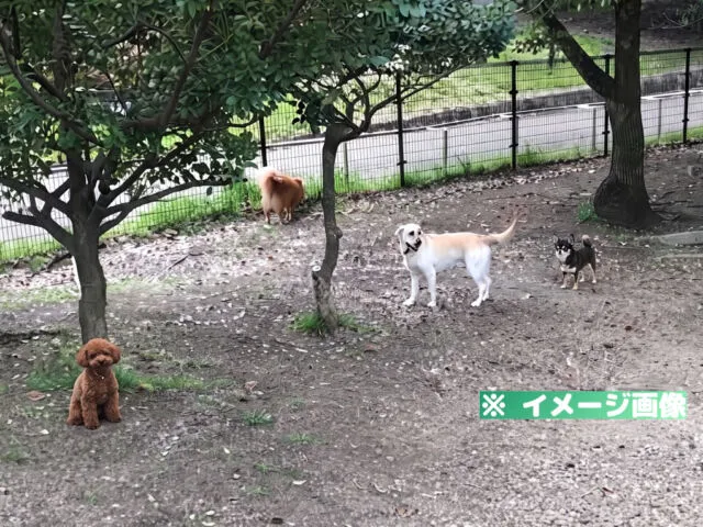 深北緑地 ドッグラン