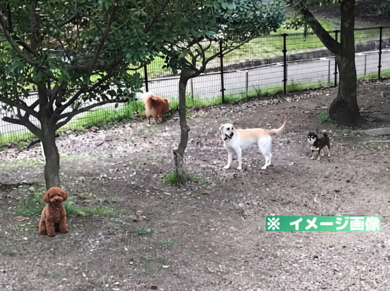 深北緑地 ドッグラン
