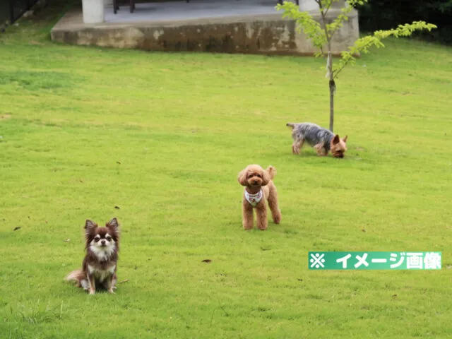 平草原公園 ドッグラン