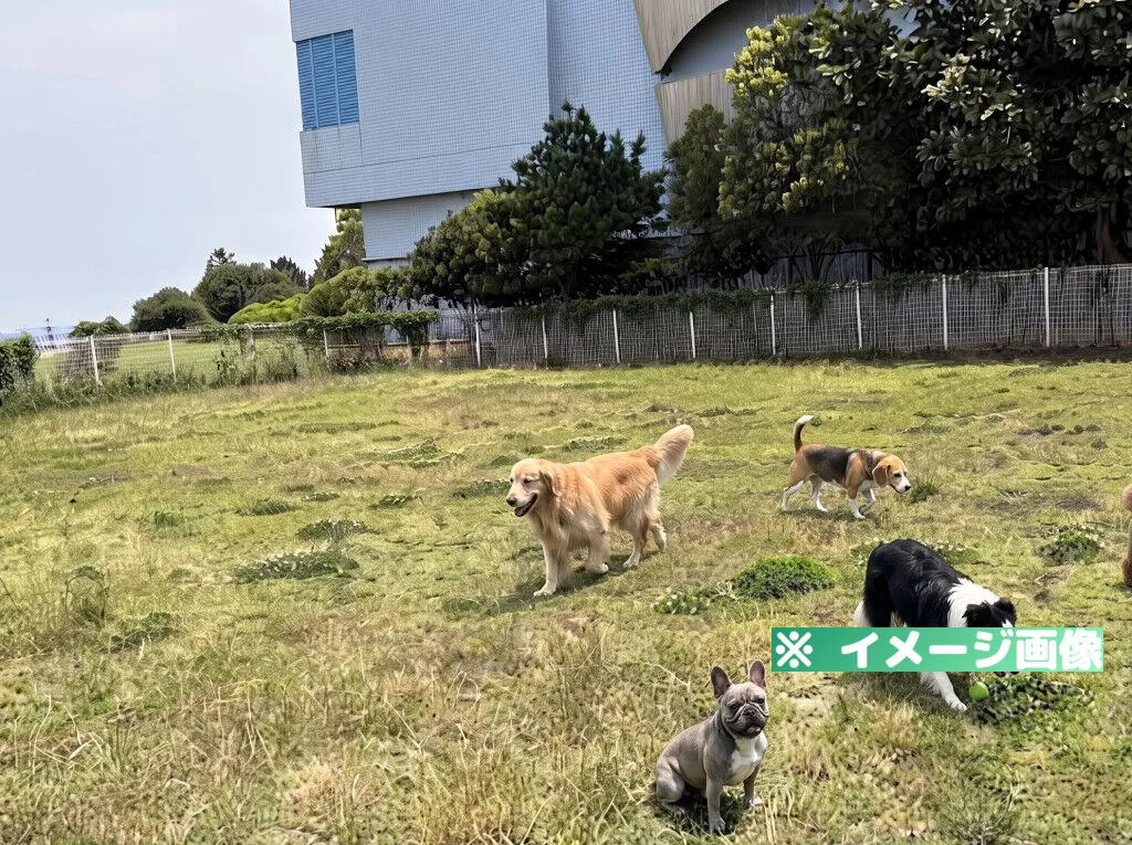 東扇島東公園 わんわん広場 ドッグラン