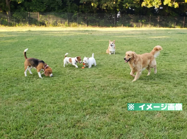 稲佐山公園ドッグラン