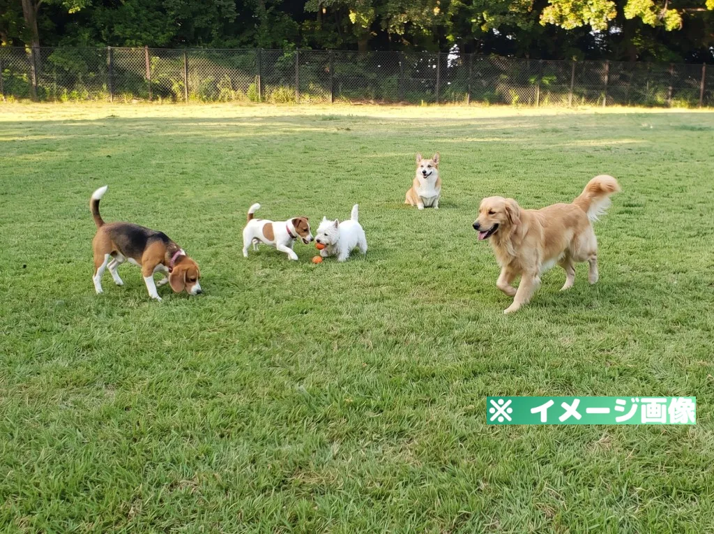 稲佐山公園ドッグラン