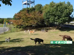石鎚山サービスエリア（上り）ドッグランのイメージ画像