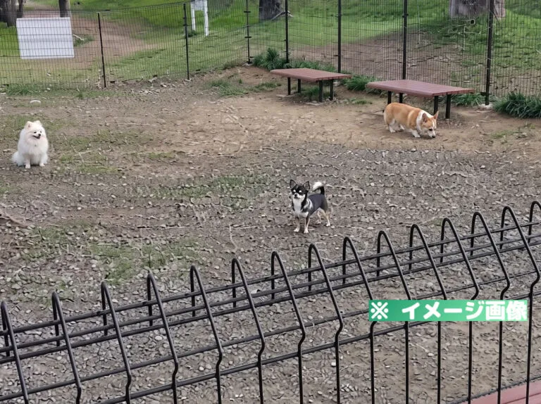釜無川スポーツ公園 ドッグラン