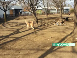 金川の森ドッグランのイメージ画像