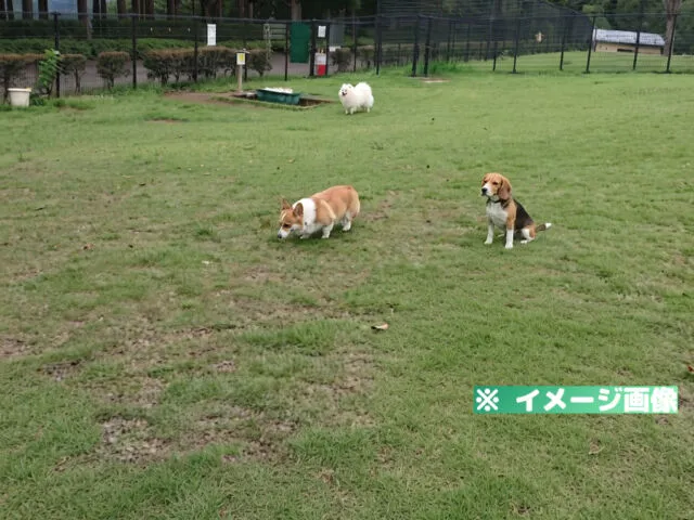 桂川ウェルネスパーク ドッグラン