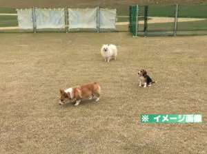 川の駅 伊豆ゲートウェイ函南 ドッグラン