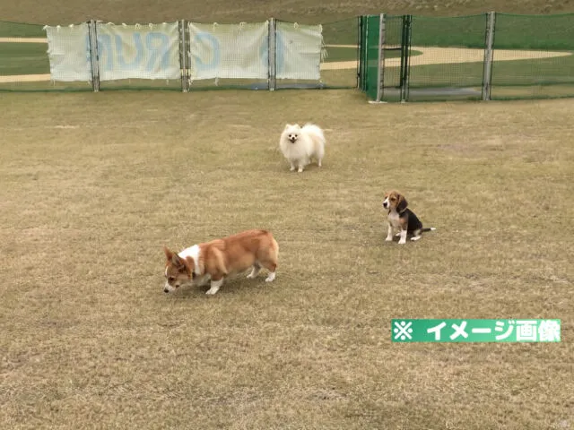 川の駅 伊豆ゲートウェイ函南 ドッグラン