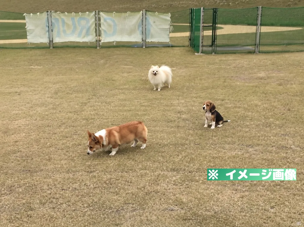川の駅 伊豆ゲートウェイ函南 ドッグラン