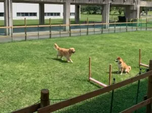 沖縄県総合運動公園 KENSOドッグランのイメージ画像