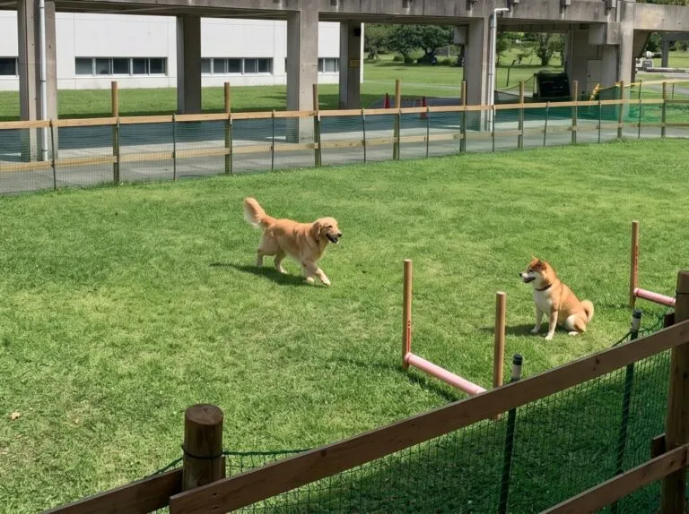 沖縄県総合運動公園 KENSOドッグラン