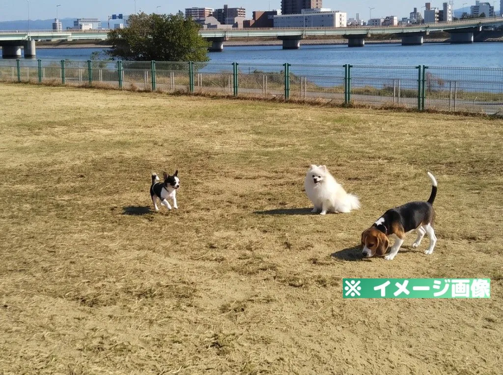 紀の川第1緑地 ドッグラン