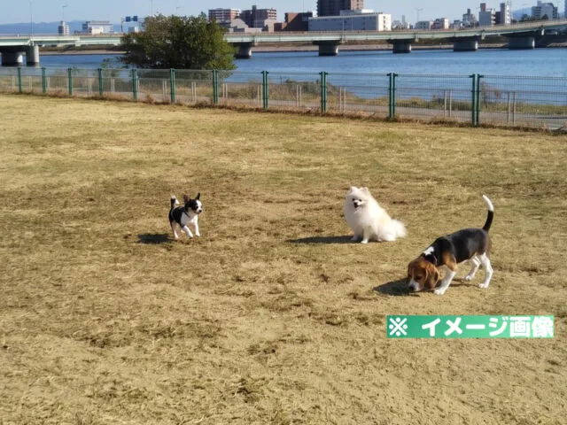 紀の川第1緑地 ドッグラン