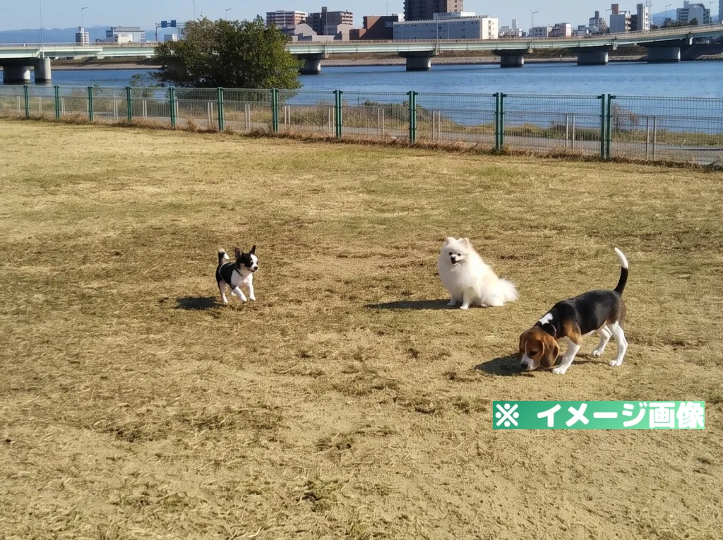 紀の川第1緑地 ドッグラン