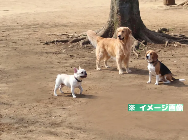 小金井公園ドッグラン