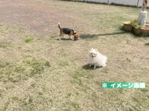 静岡県草薙総合運動場 ドッグラン