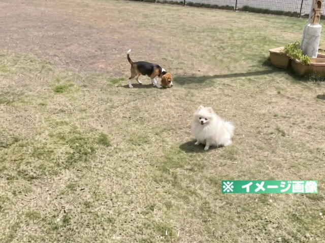 静岡県草薙総合運動場 ドッグラン