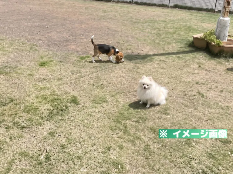 静岡県草薙総合運動場 ドッグラン
