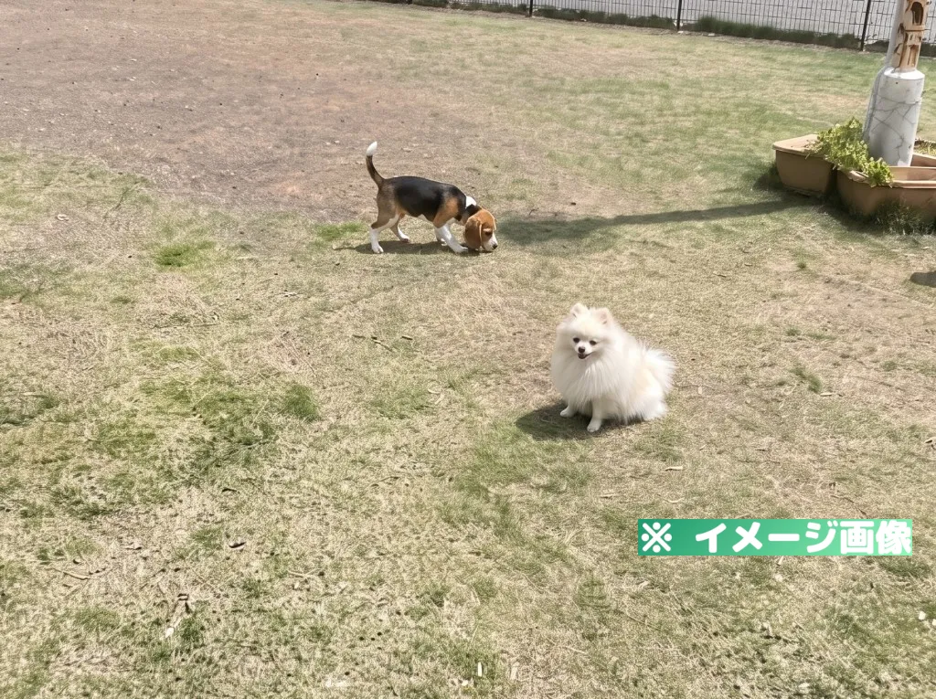 静岡県草薙総合運動場 ドッグラン