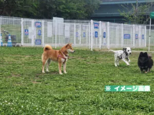 旧中川水辺公園ドッグラン