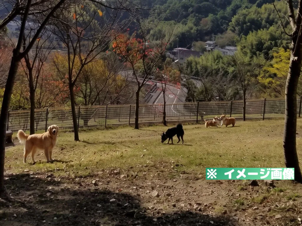 松山総合公園ドッグランのイメージ画像