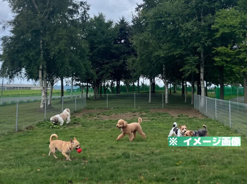 道の駅230ルスツ ドッグラン(ルスツふるさと公園ドッグラン)のメイン画像