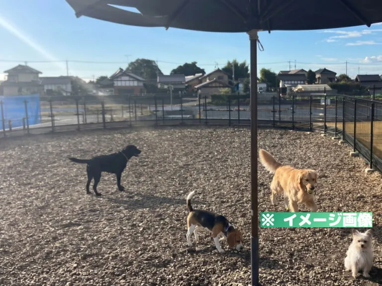 道の駅 グランテラス筑西 ドッグラン
