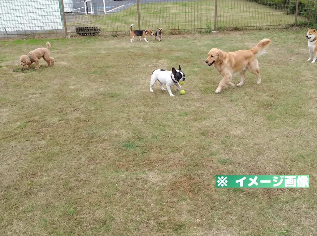 道の駅 いが ドッグラン