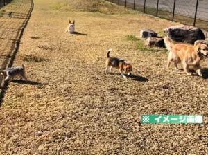 道の駅 猪苗代 ドッグランのイメージ画像