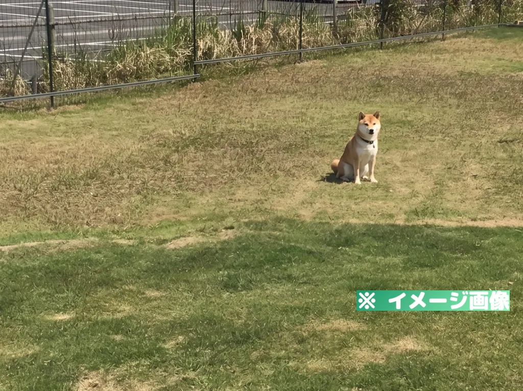 道の駅 いたこ ドッグラン